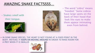 AMAZING SNAKE FACTSSSS…
• IN SOME SNAKE SPECIES, THE HEART IS NOT FOUND AT A FIXED POINT IN THE
BODY. INSTEAD, IT KEEPS ON MOVING AROUND IN ORDER TO MAKE ROOM FOR
A PREY WHEN IT IS SWALLOWED BY THE SNAKE.
- The word “cobra” means
“hooded.” Some cobras
have large spots on the
back of their hood that
look like eyes to make
them appear intimating
even from behind.
- Snakes smell with
their tongue.
 