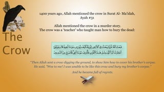 The
Crow
“Then Allah sent a crow digging the ground, to show him how to cover his brother's corpse.
He said, "Woe to me! I was unable to be like this crow and bury my brother's corpse."
And he became full of regrets.
1400 years ago, Allah mentioned the crow in Surat Al- Ma’idah,
Ayah #31
Allah mentioned the crow in a murder story.
The crow was a ‘teacher’ who taught man how to bury the dead:
 