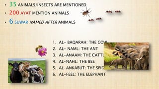 • 35 ANIMALS/INSECTS ARE MENTIONED
• 200 AYAT MENTION ANIMALS
• 6 SUWAR NAMED AFTER ANIMALS
1. AL- BAQARAH: THE COW
2. AL- NAML: THE ANT
3. AL-ANAAM: THE CATTLE
4. AL-NAHL: THE BEE
5. AL-ANKABUT: THE SPIDER
6. AL-FEEL: THE ELEPHANT
 