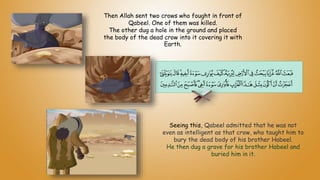 Seeing this, Qabeel admitted that he was not
even as intelligent as that crow, who taught him to
bury the dead body of his brother Habeel.
He then dug a grave for his brother Habeel and
buried him in it.
Then Allah sent two crows who fought in front of
Qabeel. One of them was killed.
The other dug a hole in the ground and placed
the body of the dead crow into it covering it with
Earth.
 