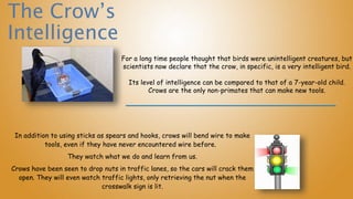 For a long time people thought that birds were unintelligent creatures, but
scientists now declare that the crow, in specific, is a very intelligent bird.
Its level of intelligence can be compared to that of a 7-year-old child.
Crows are the only non-primates that can make new tools.
In addition to using sticks as spears and hooks, crows will bend wire to make
tools, even if they have never encountered wire before.
They watch what we do and learn from us.
Crows have been seen to drop nuts in traffic lanes, so the cars will crack them
open. They will even watch traffic lights, only retrieving the nut when the
crosswalk sign is lit.
The Crow’s
Intelligence
 
