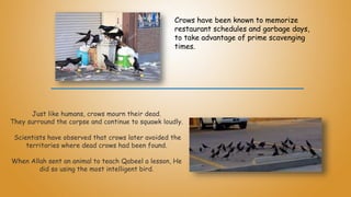 Just like humans, crows mourn their dead.
They surround the corpse and continue to squawk loudly.
Scientists have observed that crows later avoided the
territories where dead crows had been found.
When Allah sent an animal to teach Qabeel a lesson, He
did so using the most intelligent bird.
Crows have been known to memorize
restaurant schedules and garbage days,
to take advantage of prime scavenging
times.
 