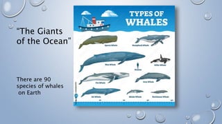 “The Giants
of the Ocean”
There are 90
species of whales
on Earth
 