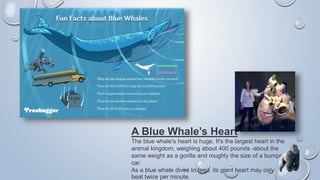 A Blue Whale’s Heart
The blue whale's heart is huge. It's the largest heart in the
animal kingdom, weighing about 400 pounds -about the
same weight as a gorilla and roughly the size of a bumper
car.
As a blue whale dives to feed, its giant heart may only
beat twice per minute.
 