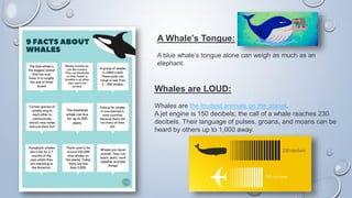 A Whale’s Tongue:
A blue whale’s tongue alone can weigh as much as an
elephant.
Whales are LOUD:
Whales are the loudest animals on the planet.
A jet engine is 150 decibels; the call of a whale reaches 230
decibels. Their language of pulses, groans, and moans can be
heard by others up to 1,000 away.
 