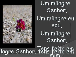 Um milagre Senhor,Um milagre eu sou,Um milagre Senhor,Tens feito em mim...Té  findar meu viver,Dar-te-ei meu louvor,Um milagre Senhor, tens feito em mim...