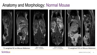 WWW.SCINTICA.COM
Anatomy and Morphology: Normal Mouse
11
T2 weighted FSE on Mouse Abdomen
T1 weighted SE on Mouse Abdomen
400µm resolution
4:54m:s, 7 excitations
420µm resolution
6:12m:s, 11 excitations
 