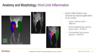 WWW.SCINTICA.COM
Anatomy and Morphology: Hind Limb Inflammation
• Acute inflammation was
induced by topical application
of an irritant
• Lesion volume (red) =
486mm3
• Entire ipsilateral leg volume
(blue+red) = 1120mm3
• Contralateral leg volume
(green) = 824mm3
14
T2 weighted: SE(TE/TR=50/1500, FOV=60mm, Matrix=256x256, Res. 235um, Acq. Time 6:24m:s)
 