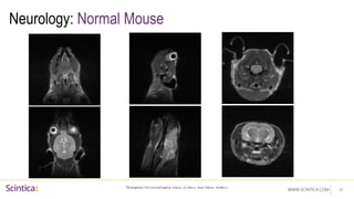 WWW.SCINTICA.COM
Neurology: Normal Mouse
17
T2 weighted: FSE Coronal/Sagittal 120um, 12:20m:s; Axial 160um, 16:00m:s
 