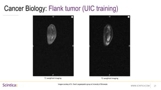 WWW.SCINTICA.COM
Cancer Biology: Flank tumor (UIC training)
27
T1 weighted imaging T2 weighted imaging
Images courtesy of Dr. David Largaespada’s group at University of Minnesota
 