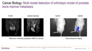 WWW.SCINTICA.COM
Cancer Biology: Multi modal detection of orthotopic model of prostate
bone marrow metastasis
31
Fat-suppressed T2 weighted: FSE (TE/TR=36/7300ms, FOV=60x30mm, slice thickness 0.8 mm, Matrix=240x120, NEX=8, Inversion time = 100ms, total scan time
12min)
Control Injected (right leg)
Bioluminescence imaging
Maximum intensity projection (MIP) (3 slices)
Control Injected
 