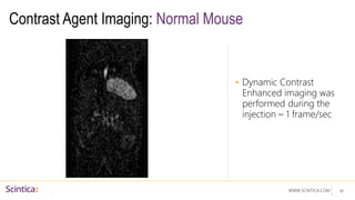 WWW.SCINTICA.COM
Contrast Agent Imaging: Normal Mouse
• Dynamic Contrast
Enhanced imaging was
performed during the
injection – 1 frame/sec
41
 
