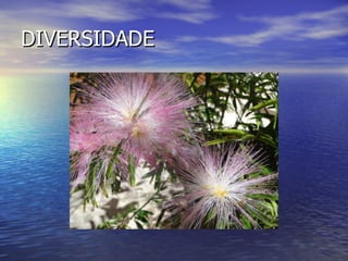 DIVERSIDADE 