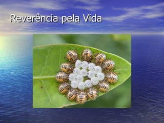 Reverência pela Vida 