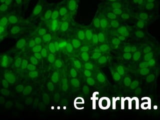 ... e forma.
 