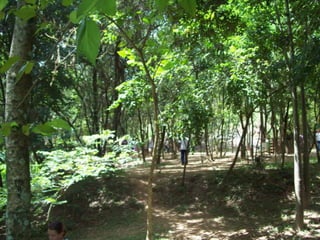 Um Pouco de História