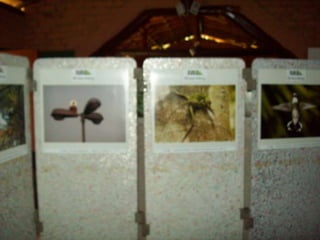 Um Pouco de História