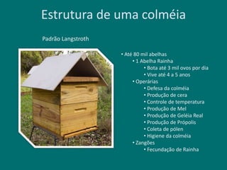 Estrutura de uma colméia
• Até 80 mil abelhas
• 1 Abelha Rainha
• Bota até 3 mil ovos por dia
• Vive até 4 a 5 anos
• Operárias
• Defesa da colméia
• Produção de cera
• Controle de temperatura
• Produção de Mel
• Produção de Geléia Real
• Produção de Própolis
• Coleta de pólen
• Higiene da colméia
• Zangões
• Fecundação de Rainha
Padrão Langstroth
 