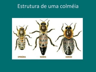 Estrutura de uma colméia
 