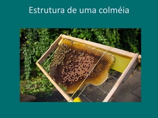 Estrutura de uma colméia
 
