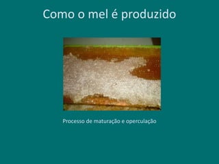 Como o mel é produzido
Processo de maturação e operculação
 
