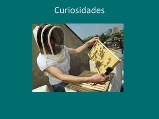 Curiosidades
 