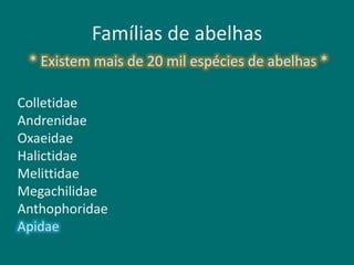 Famílias de abelhas
Colletidae
Andrenidae
Oxaeidae
Halictidae
Melittidae
Megachilidae
Anthophoridae
Apidae
* Existem mais de 20 mil espécies de abelhas *
 