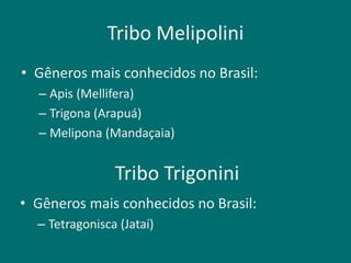 Tribo Melipolini
• Gêneros mais conhecidos no Brasil:
– Apis (Mellifera)
– Trigona (Arapuá)
– Melipona (Mandaçaia)
Tribo Trigonini
• Gêneros mais conhecidos no Brasil:
– Tetragonisca (Jataí)
 