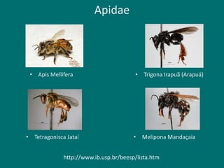 Apidae
• Apis Mellifera • Trigona Irapuã (Arapuá)
• Tetragonisca Jataí • Melipona Mandaçaia
http://www.ib.usp.br/beesp/lista.htm
 