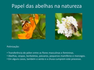 Papel das abelhas na natureza
Polinização:
• Transferência do pólen entre as flores masculinas e femininas.
• Abelhas, vespas, borboletas, pássaros, pequenos mamíferos e morcegos.
• Em alguns casos, também o vento e a chuva cumprem este processo.
 