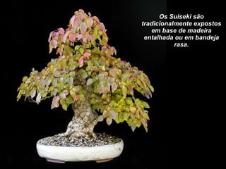 Os Suiseki são tradicionalmente expostos em base de madeira entalhada ou em bandeja rasa. 