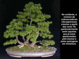 No ocidente, o número de colecionadores não-japoneses cresceu a partir dos anos 70, particularmente entre aqueles que já eram apaixonados pelo bonsai e pelas paisagens em miniatura. 