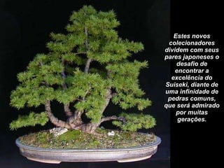 Estes novos colecionadores dividem com seus pares japoneses o desafio de encontrar a excelência do Suiseki, diante de uma infinidade de pedras comuns, que será admirado por muitas gerações. 