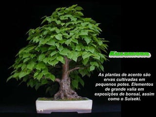 As plantas de acento são ervas cultivadas em pequenos potes. Elementos de grande valia em exposições de bonsai, assim como o Suiseki. 