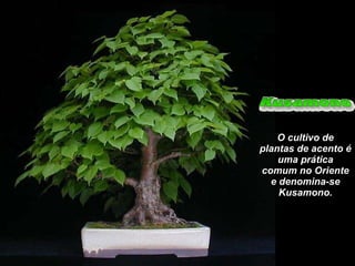 O cultivo de plantas de acento é uma prática comum no Oriente e denomina-se Kusamono. 