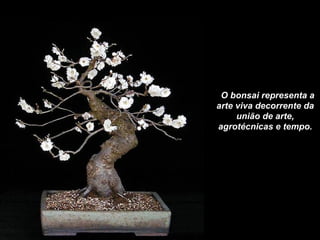    O bonsai representa a arte viva decorrente da união de arte, agrotécnicas e tempo. 