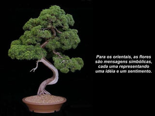 Para os orientais, as flores são mensagens simbólicas, cada uma representando uma idéia e um sentimento. 
