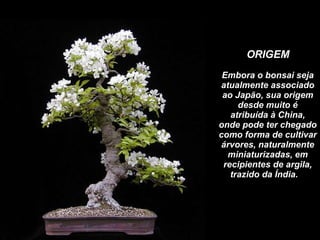 ORIGEM Embora o bonsai seja atualmente associado ao Japão, sua origem desde muito é atribuída à China, onde pode ter chegado como forma de cultivar árvores, naturalmente miniaturizadas, em recipientes de argila, trazido da Índia.     