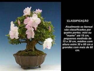 CLASSIFICAÇÃO     Atualmente os bonsai são classificados por quatro portes: mini ou "mame" até 15 cm, pequenos medindo de 15 a 30 cm, médios com altura entre 30 e 60 cm e grandes com mais de 60 cm. 