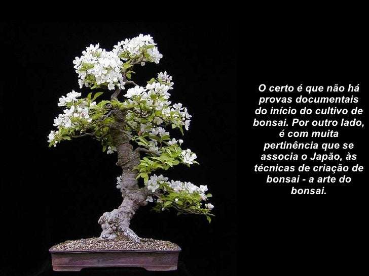 Um pouco sobre Bonsai