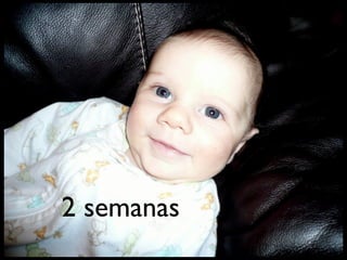 2 semanas
 