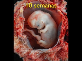 10 semanas
 