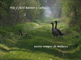 Não é fácil manter a calma...  nestes tempos de malucos  