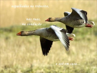 espalhados no trânsito, nas ruas,  na condução ... e até em casa... 