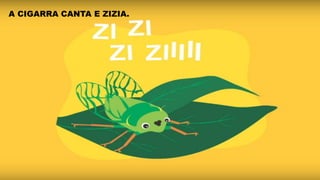 A CIGARRA CANTA E ZIZIA.
 