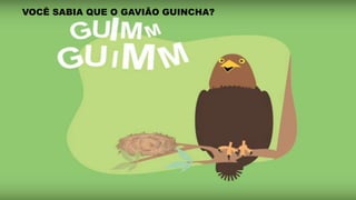 VOCÊ SABIA QUE O GAVIÃO GUINCHA?
 
