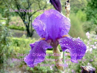 Um toque  violeta... ...para  transmutar  energias  positivas e reforçar o caminho que leva a Deus. 