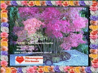 Texto :  Paulo Roberto Gaefke Imagens :  NET Musica  :  NET www.mensagensvirtuais.com.br 