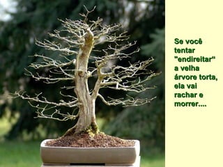 Se você  tentar  "endireitar“ a velha  árvore torta, ela vai rachar e morrer....  