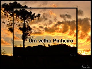 Um velho Pinheiro
 